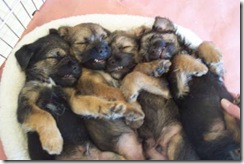 Brentwood Borders - Puppies